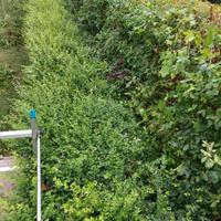 RIPARO TUTTO e curo, vigna, alberi, orto e siepi