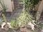 Immagine 15