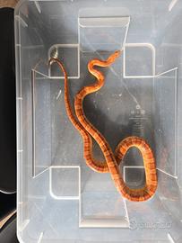 Serpente del grano / guattata het amel,ghost
