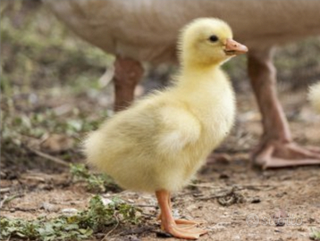 Pulcini oca