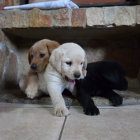Cuccioli labrador retriver