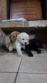 Cuccioli labrador retriver