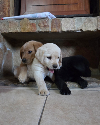Cuccioli labrador retriver