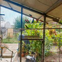 Pappagalli inseparabili fischer