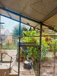 Pappagalli inseparabili fischer