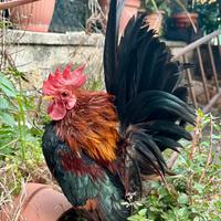 Serama malesi originali