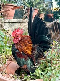 Serama malesi originali