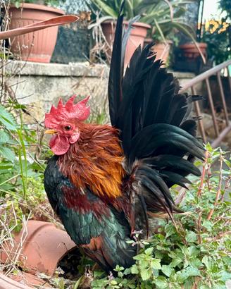 Serama malesi originali