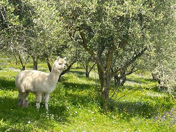 3 alpaca - piccolo gruppo/famiglia