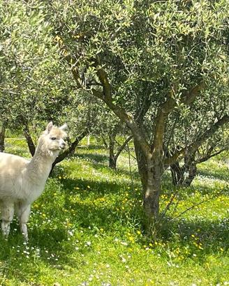 3 alpaca - piccolo gruppo/famiglia