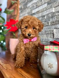 Cucciolo barboncino toy red