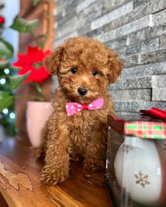 Cucciolo barboncino toy red