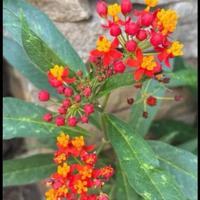 Piante di Asclepias curassavica