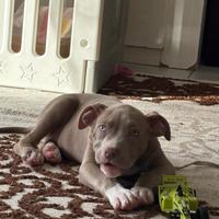 American pit bull terrier cucciolo
