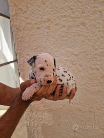 Disponibili 5 Cuccioli di Dalmata originali