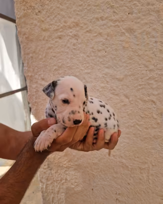 Disponibili 5 Cuccioli di Dalmata originali