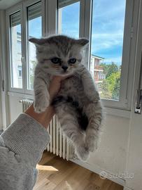 British shorthair