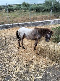 Pony