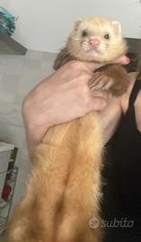 Furetto maschio color champagne