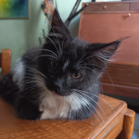 Maine Coon Black Smoke & White