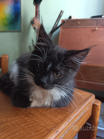 Maine Coon Black Smoke & White