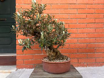 Bonsai di Ulivo
