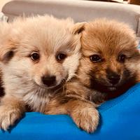 Spitz allevati con cura da noi