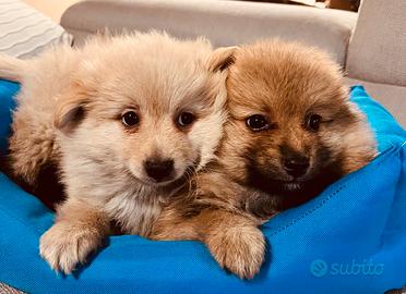 Spitz allevati con cura da noi