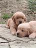 cuccioli-di-golden-retriver-americani