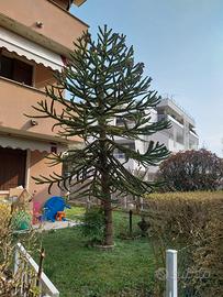 Araucaria