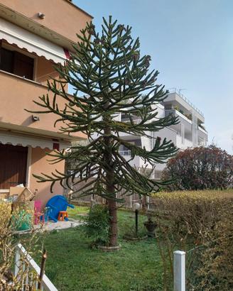 Araucaria