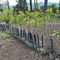 Piante di limoni