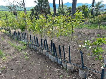 Piante di limoni