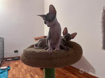 Vendita 2 cucciole Sphynx