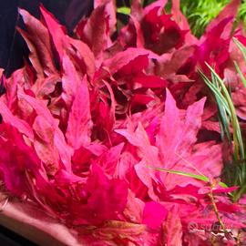 Alternathera Reineckii "Rosanerving"