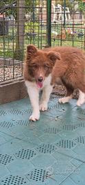 Border collie