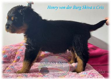 Cuccioli di Rottweiler