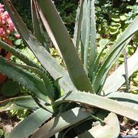 piante di Aloe Vera in vaso 