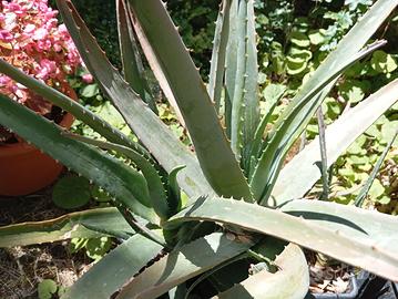 piante di Aloe Vera in vaso 