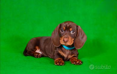 Bassotto KANINCHEN cucciolo maschio cioccolato