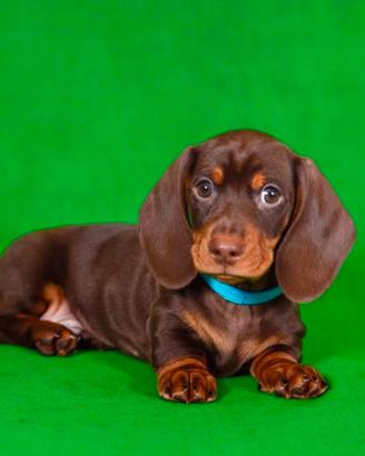 Bassotto KANINCHEN cucciolo maschio cioccolato