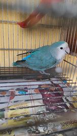 Inseparabile femmina blu