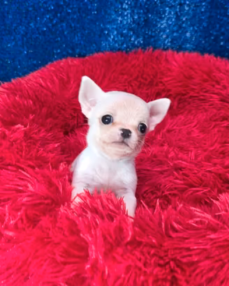 Chihuahua mini femmina con pedigree ENCI