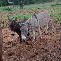 Coppia di asini