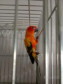 Conuro del sole maschio