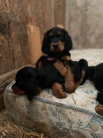 Cuccioli di Setter Gordon di altissima genealogia