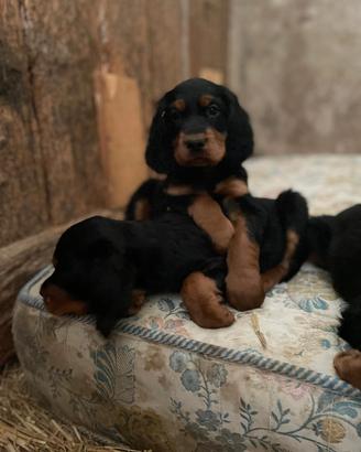 Cuccioli di Setter Gordon di altissima genealogia