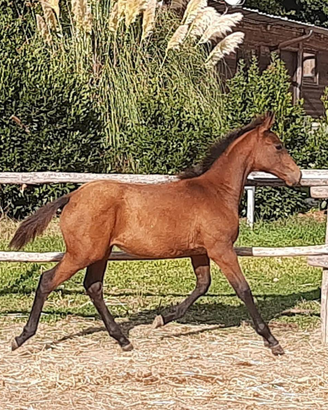 Puledra