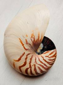 Conchiglia Nautilus Pompilius Naturale 19x15 cm