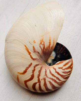 Conchiglia Nautilus Pompilius Naturale 19x15 cm